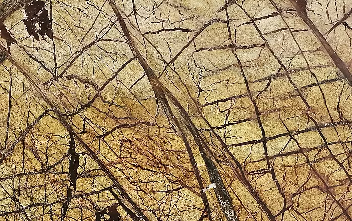 Forest Brown